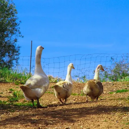 팜스테이 Agriturismomillefiori *