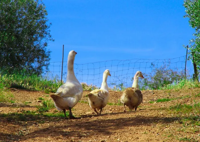 Feriegård Agriturismomillefiori *